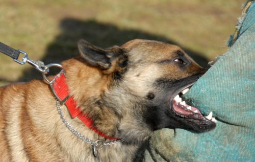 dog bite lawyer in santa barbara