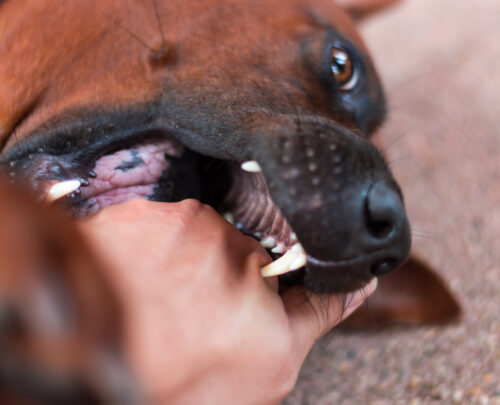 San Luis Obispo Dog Bite Lawyer